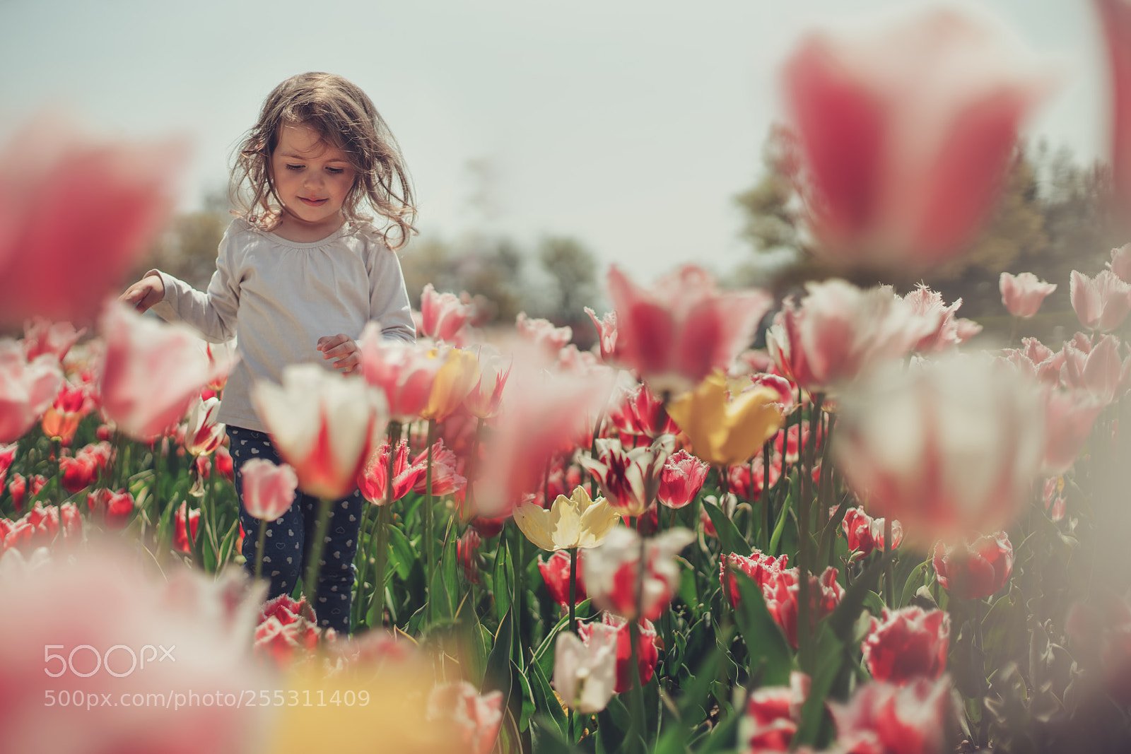 Sony a7R II sample photo. Little beautiful girl in photography