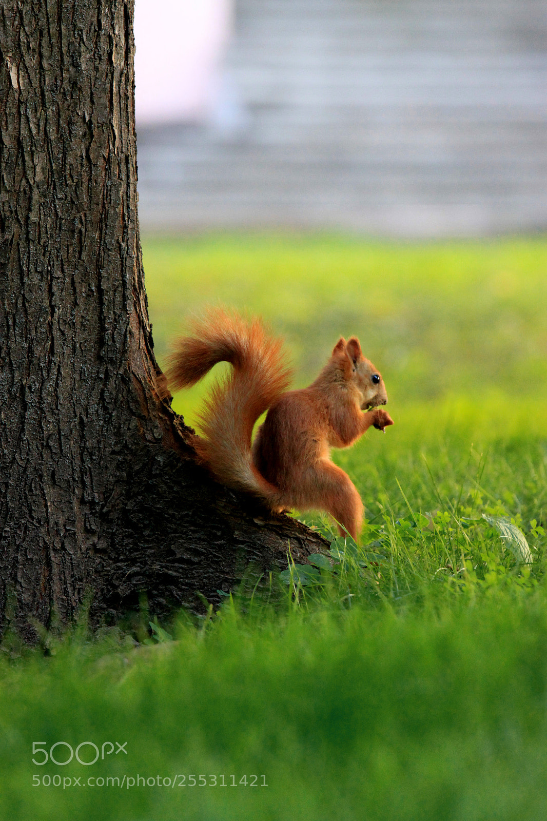 Canon EOS 500D (EOS Rebel T1i / EOS Kiss X3) sample photo. Squirrel in the park photography