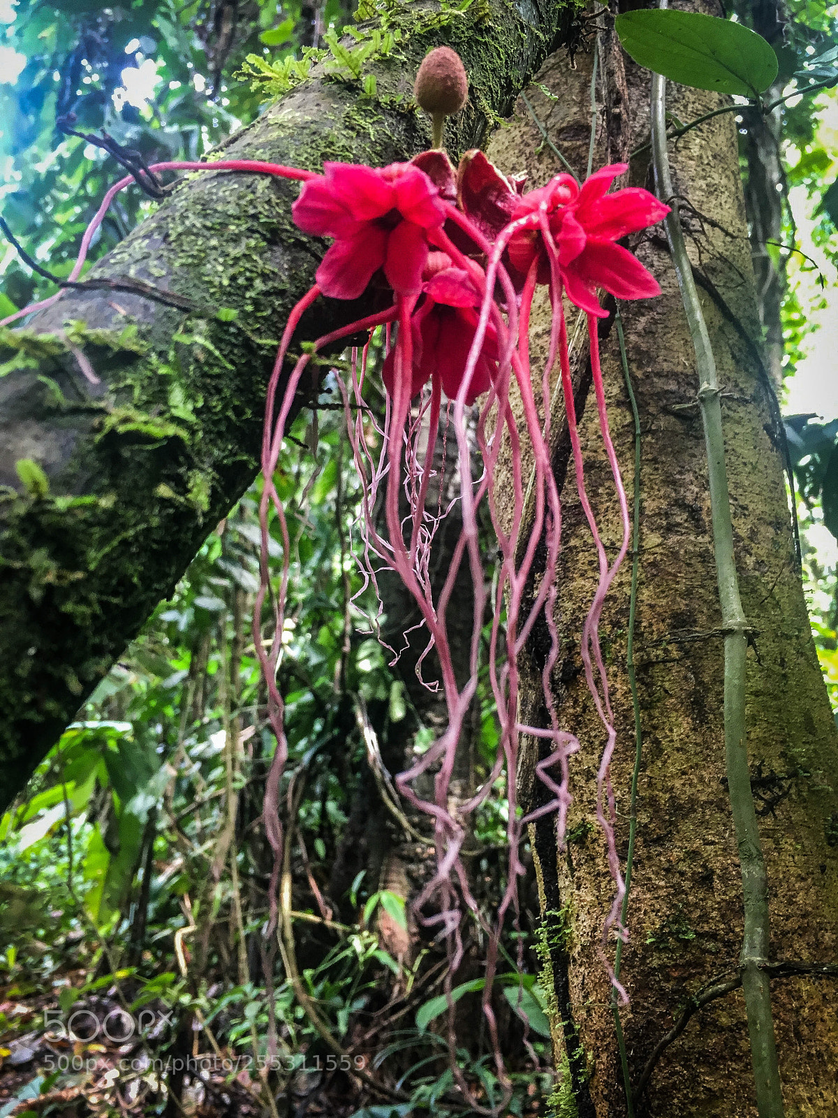 Apple iPhone 6s sample photo. Amazonia  photography