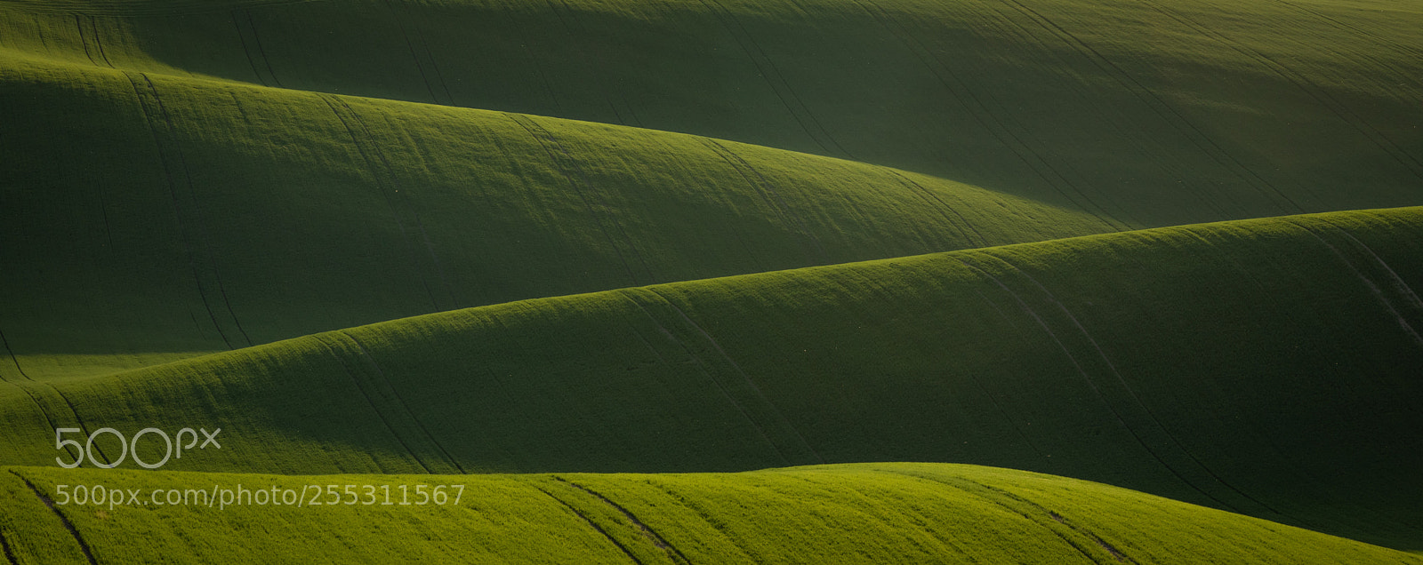Canon EOS 5D Mark IV sample photo. The field photography