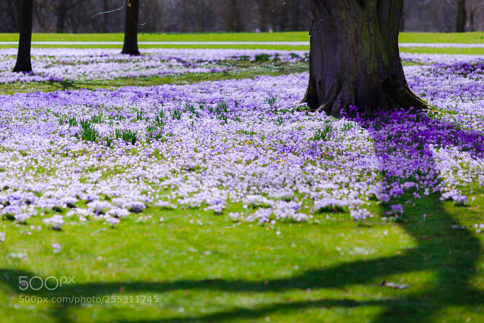 Canon EOS 5D Mark II sample photo. Spring photography