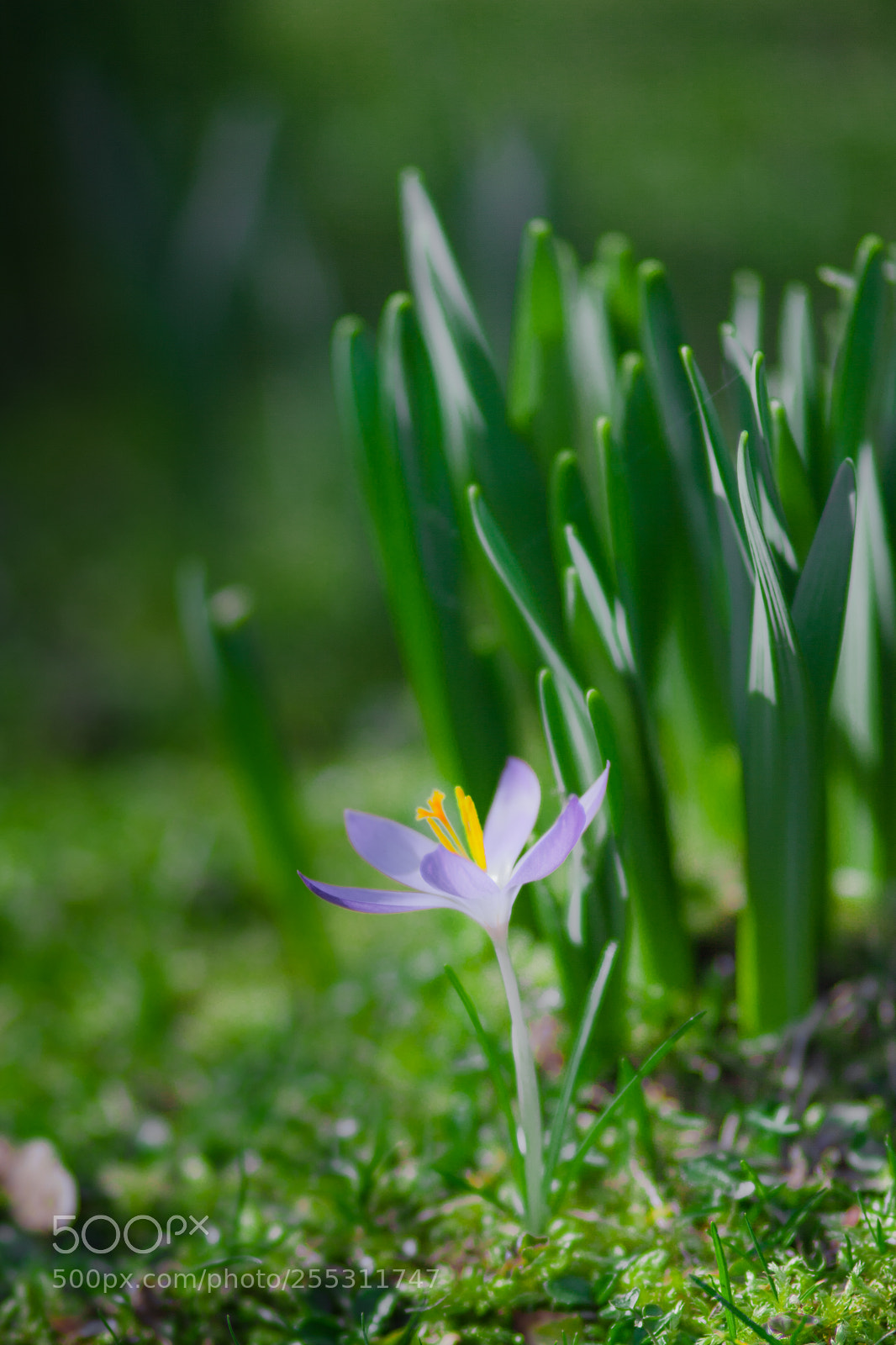 Canon EOS 5D Mark II sample photo. Spring photography