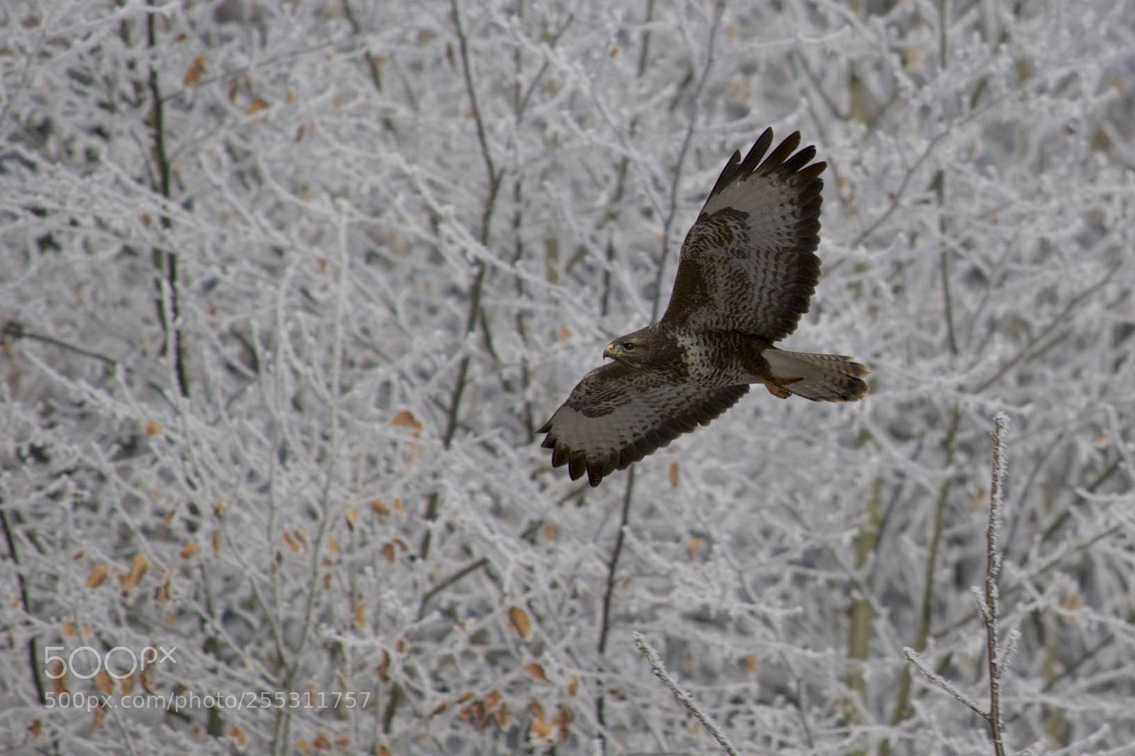 Sony SLT-A99V sample photo. Buzzard photography