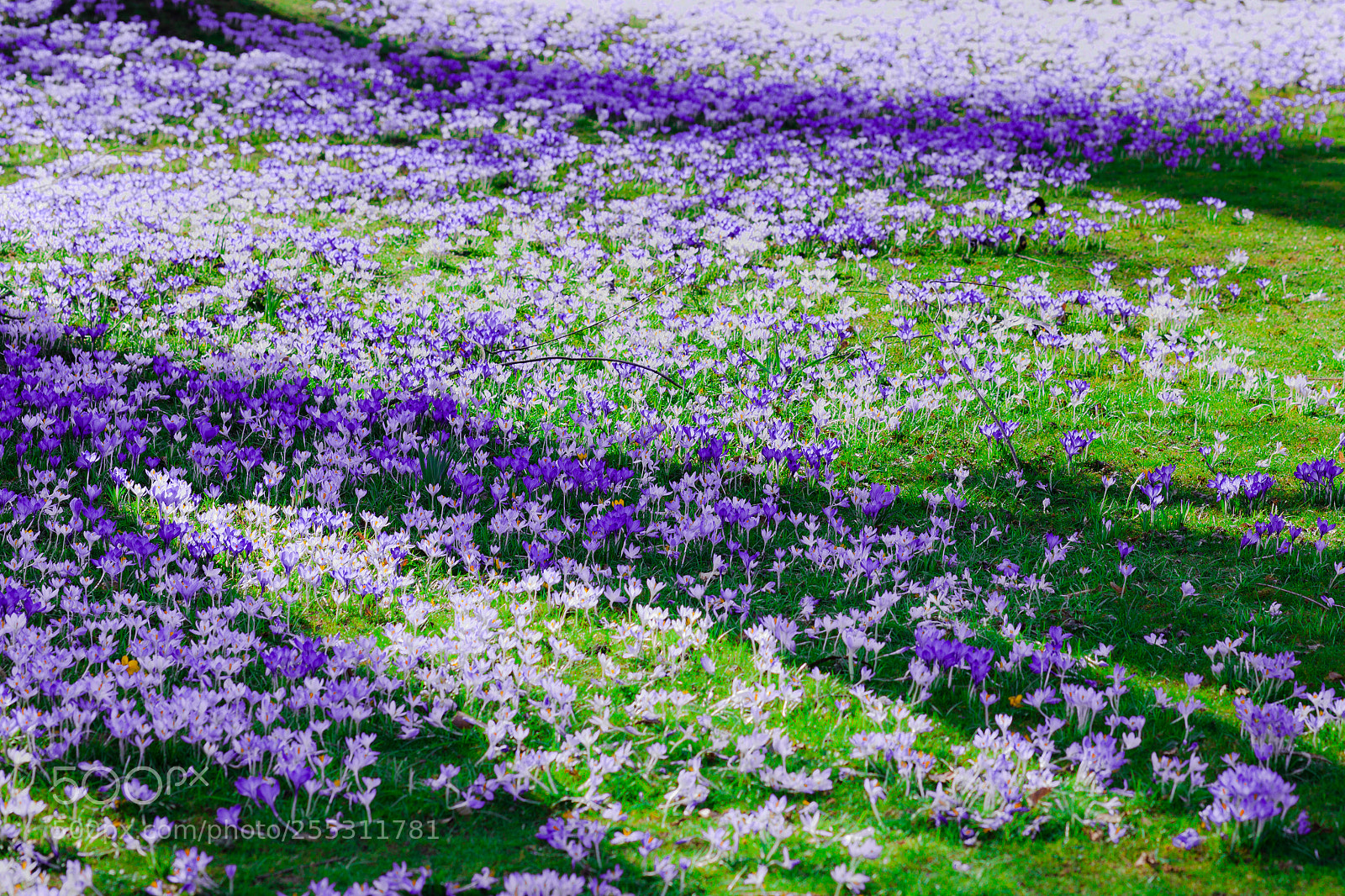 Canon EOS 5D Mark II sample photo. Spring photography