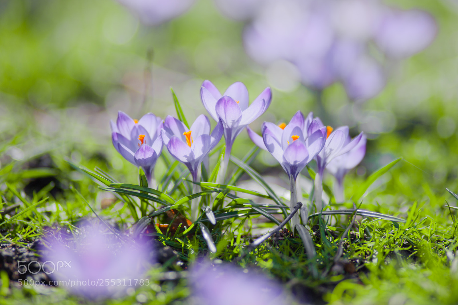 Canon EOS 5D Mark II sample photo. Spring photography