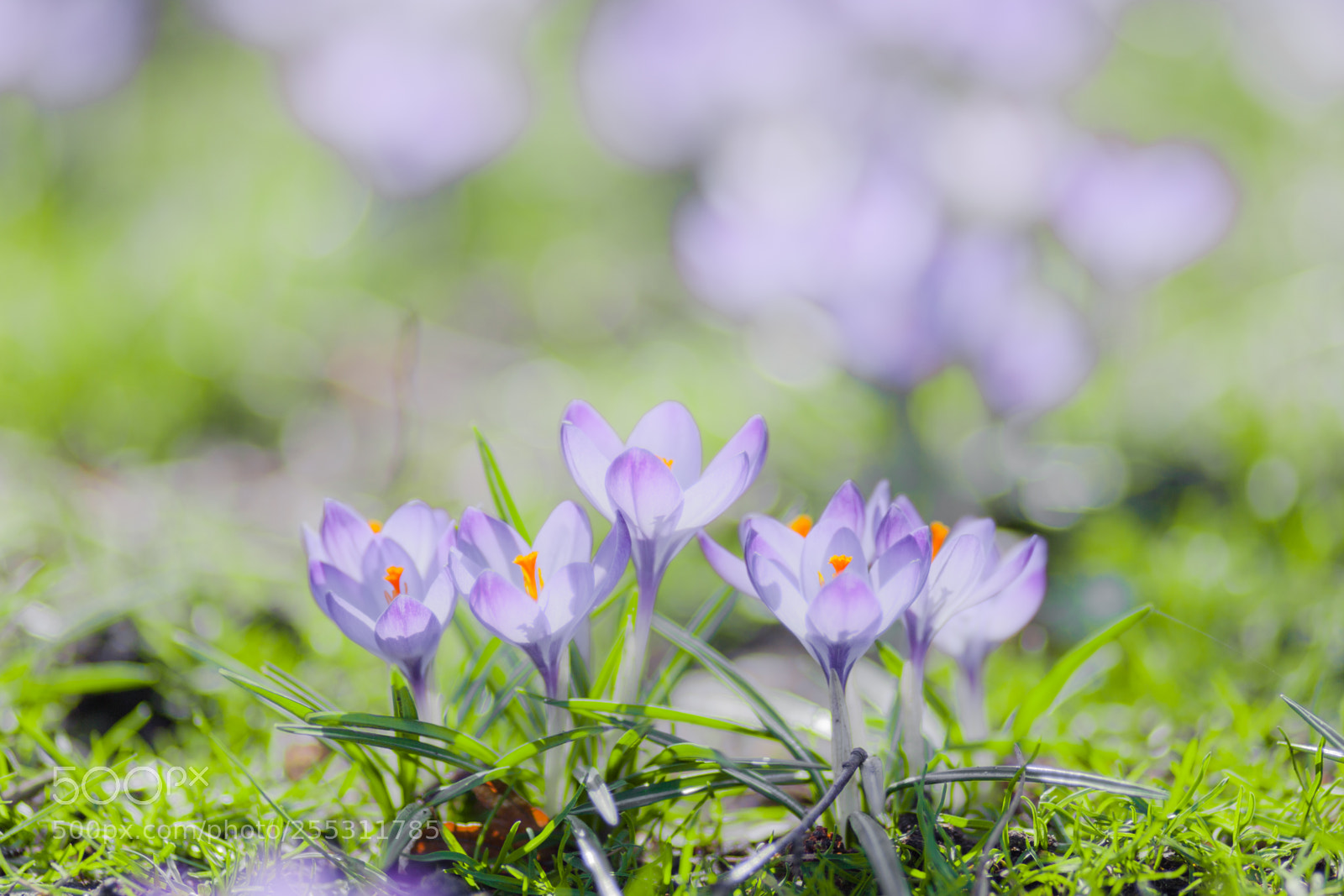 Canon EOS 5D Mark II sample photo. Spring photography