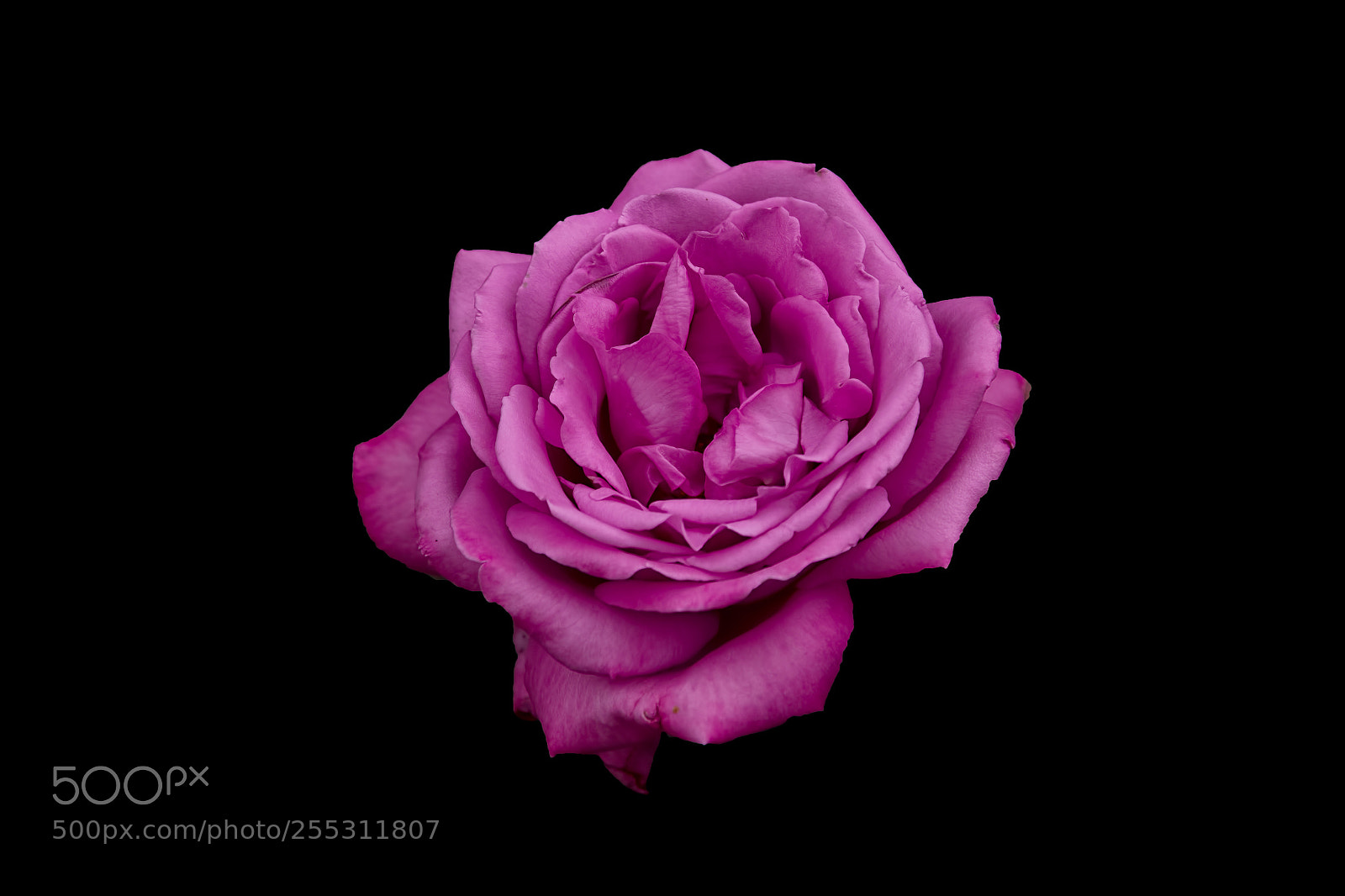 Canon EOS 700D (EOS Rebel T5i / EOS Kiss X7i) sample photo. Rose photography