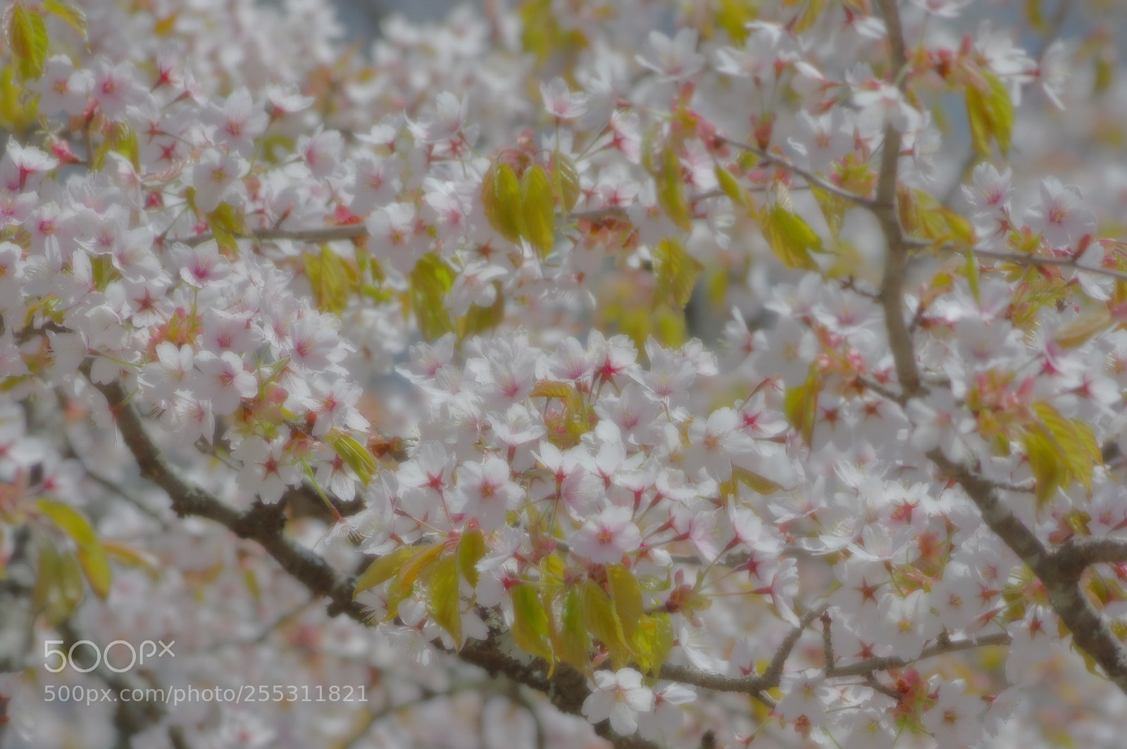 Pentax K-3 II sample photo. Sakura, wild cherry blossom photography