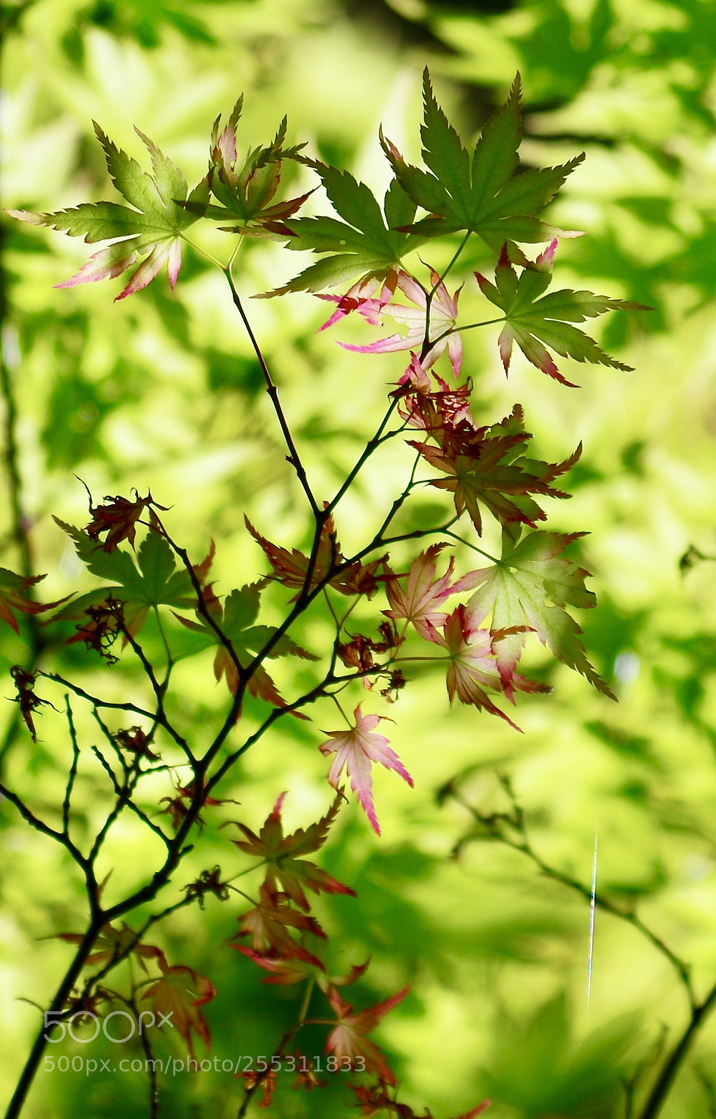 Pentax K-50 sample photo. Color 

my favorite place photography