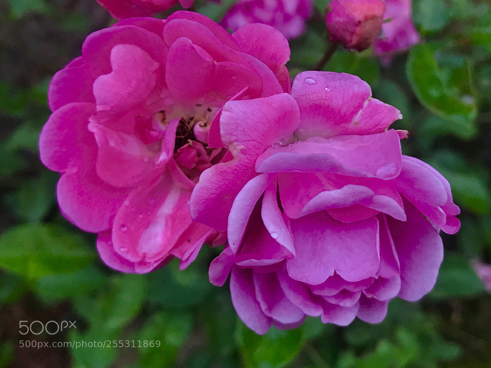 Apple iPhone 7 Plus sample photo. Pink photography