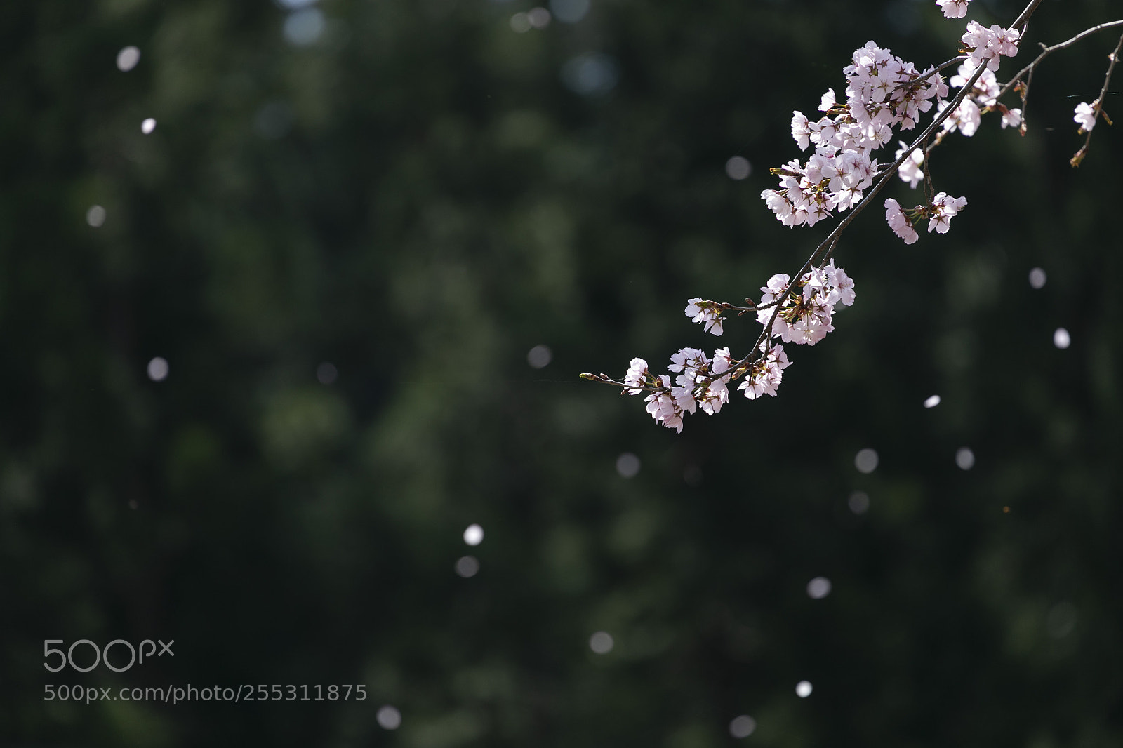 Canon EOS 5D Mark IV sample photo. はらはら、と。 photography