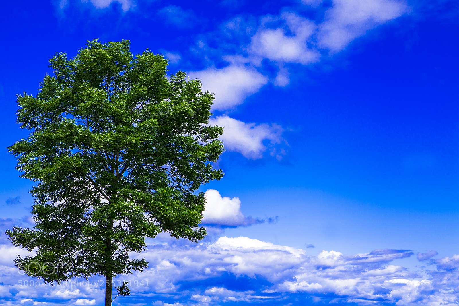 Canon EOS 5D Mark II sample photo. Green tree landscape, against photography