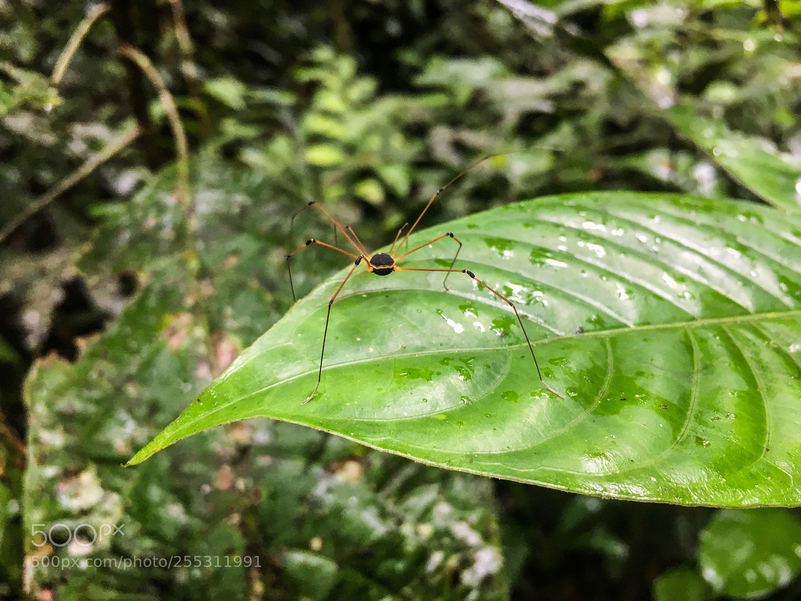 Apple iPhone 6s sample photo. Araña photography