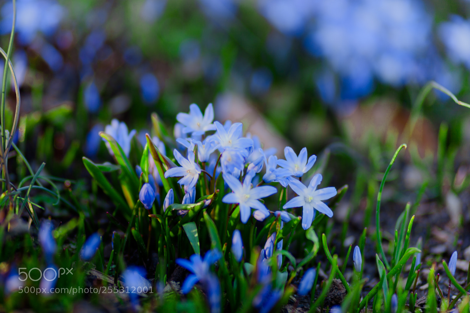 Canon EOS 5D Mark II sample photo. Spring photography