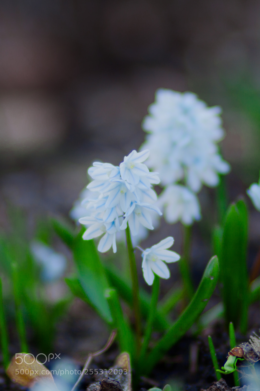 Canon EOS 5D Mark II sample photo. Spring photography