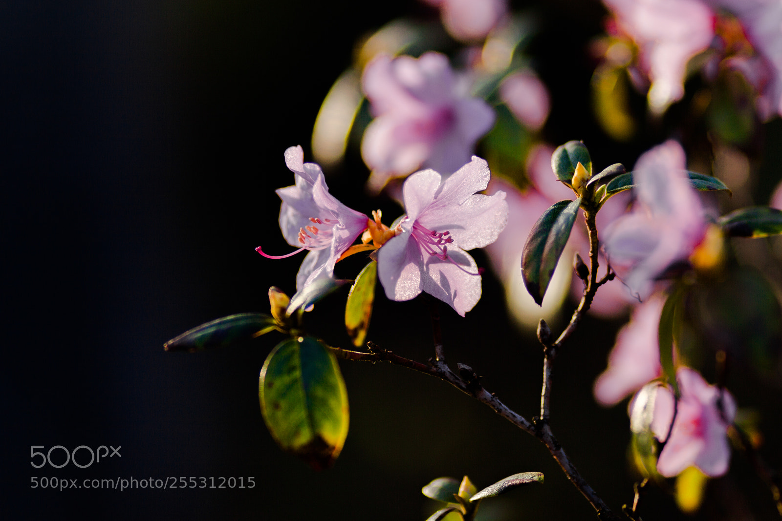 Canon EOS 5D Mark II sample photo. Spring photography