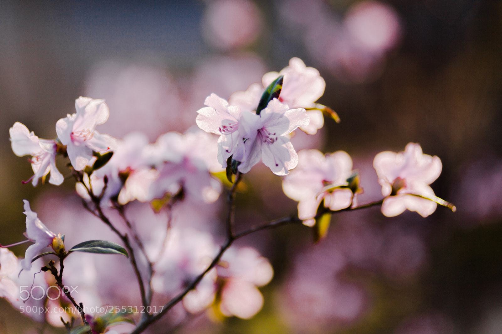 Canon EOS 5D Mark II sample photo. Spring photography