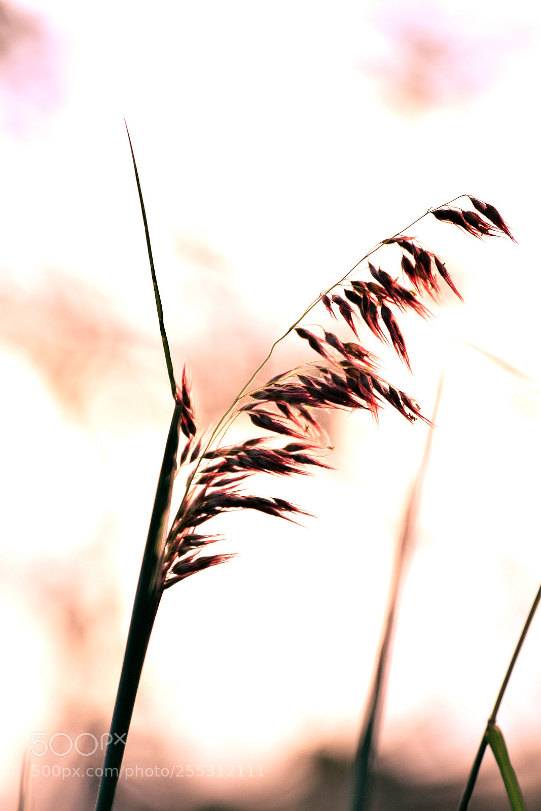 Nikon D5300 sample photo. Untitled photography