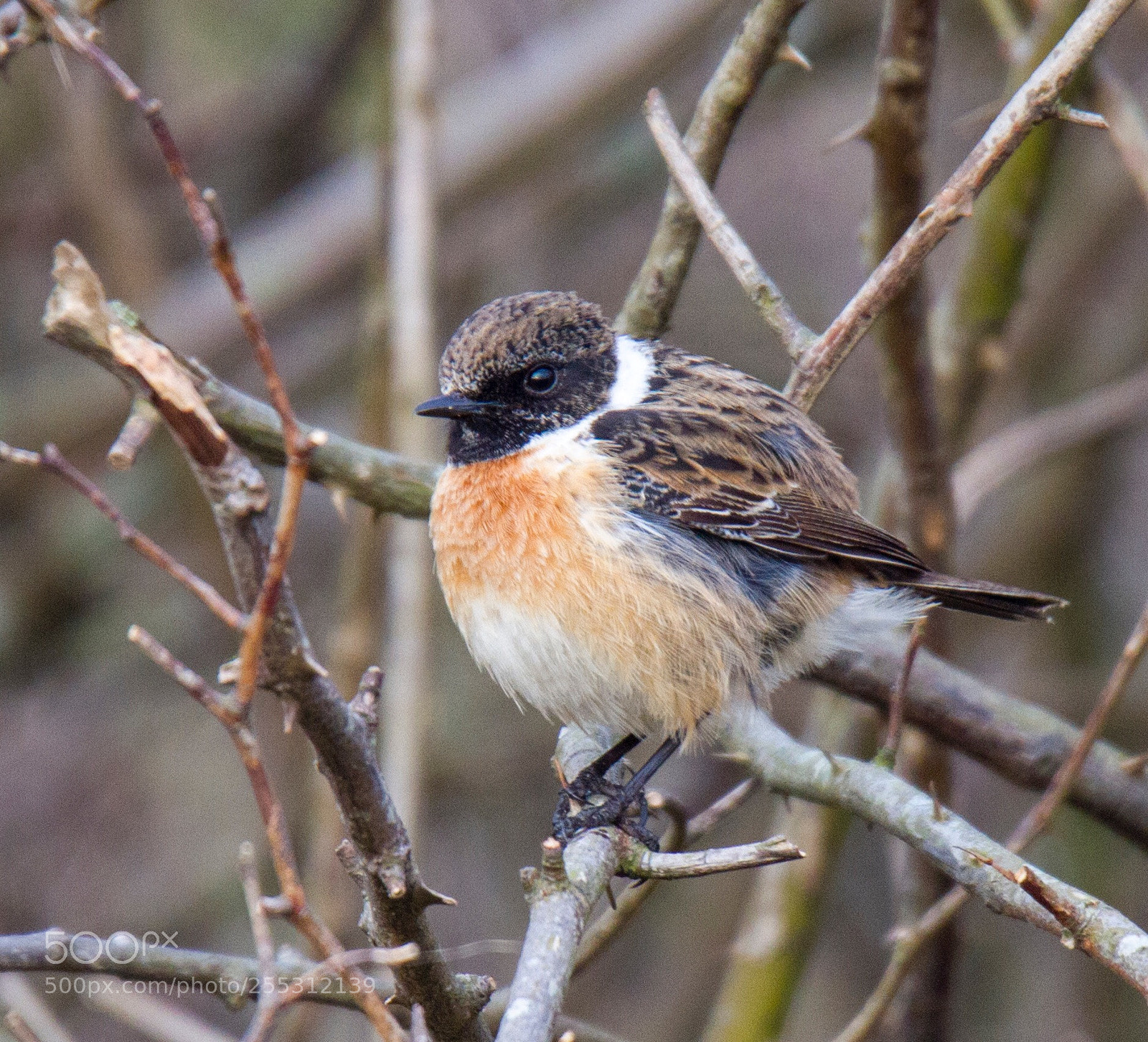 Canon EOS 7D sample photo. European stonechat
texel, netherlands  photography