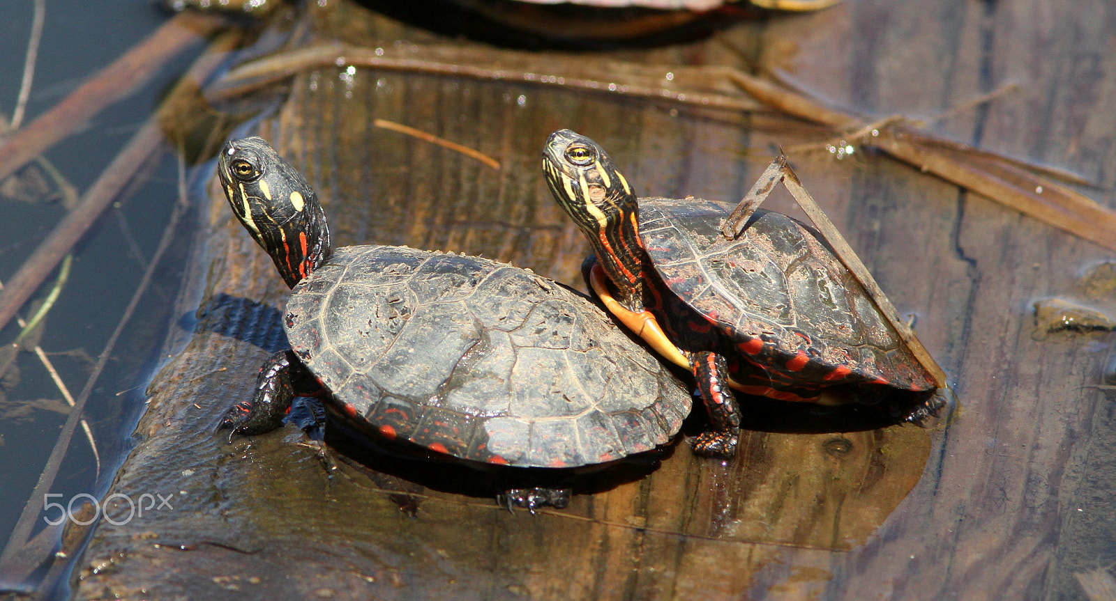 Canon EF 300mm F4L IS USM sample photo. Midland painted turtles, lagoon park, canandaigua photography