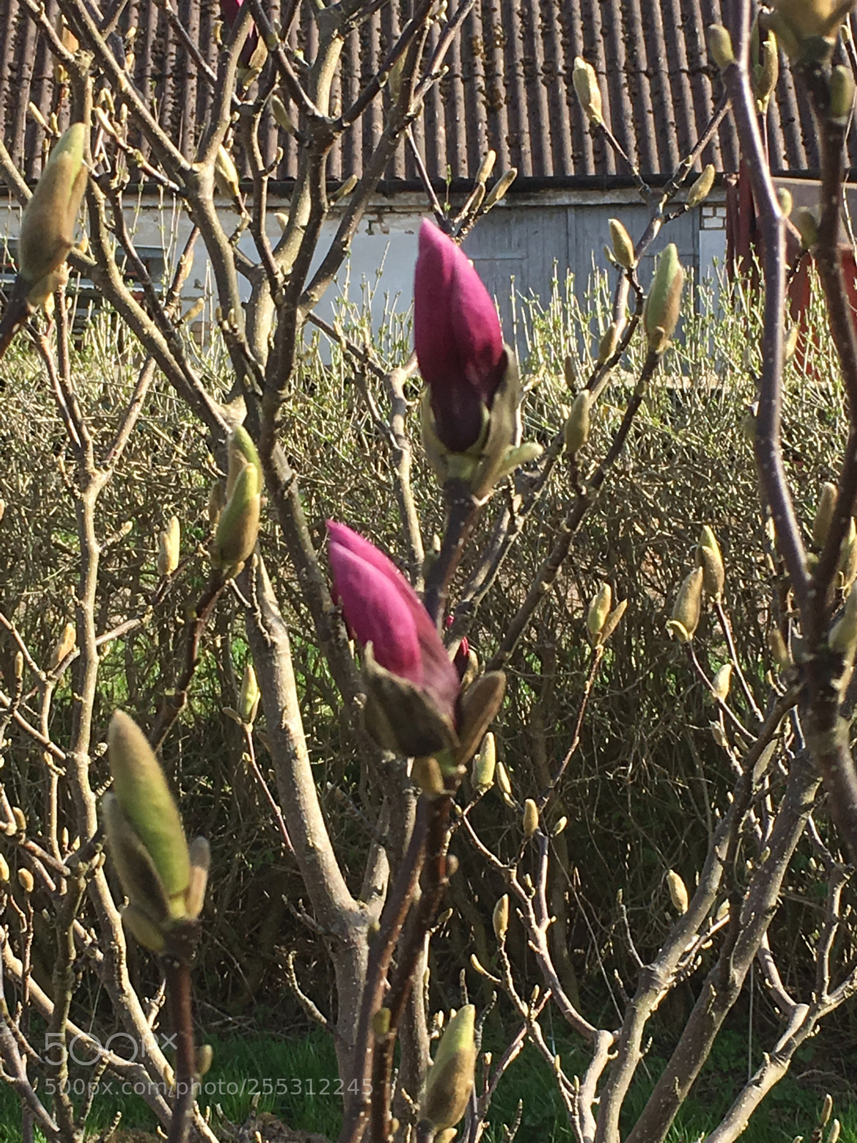 Apple iPhone SE sample photo. Untitled photography