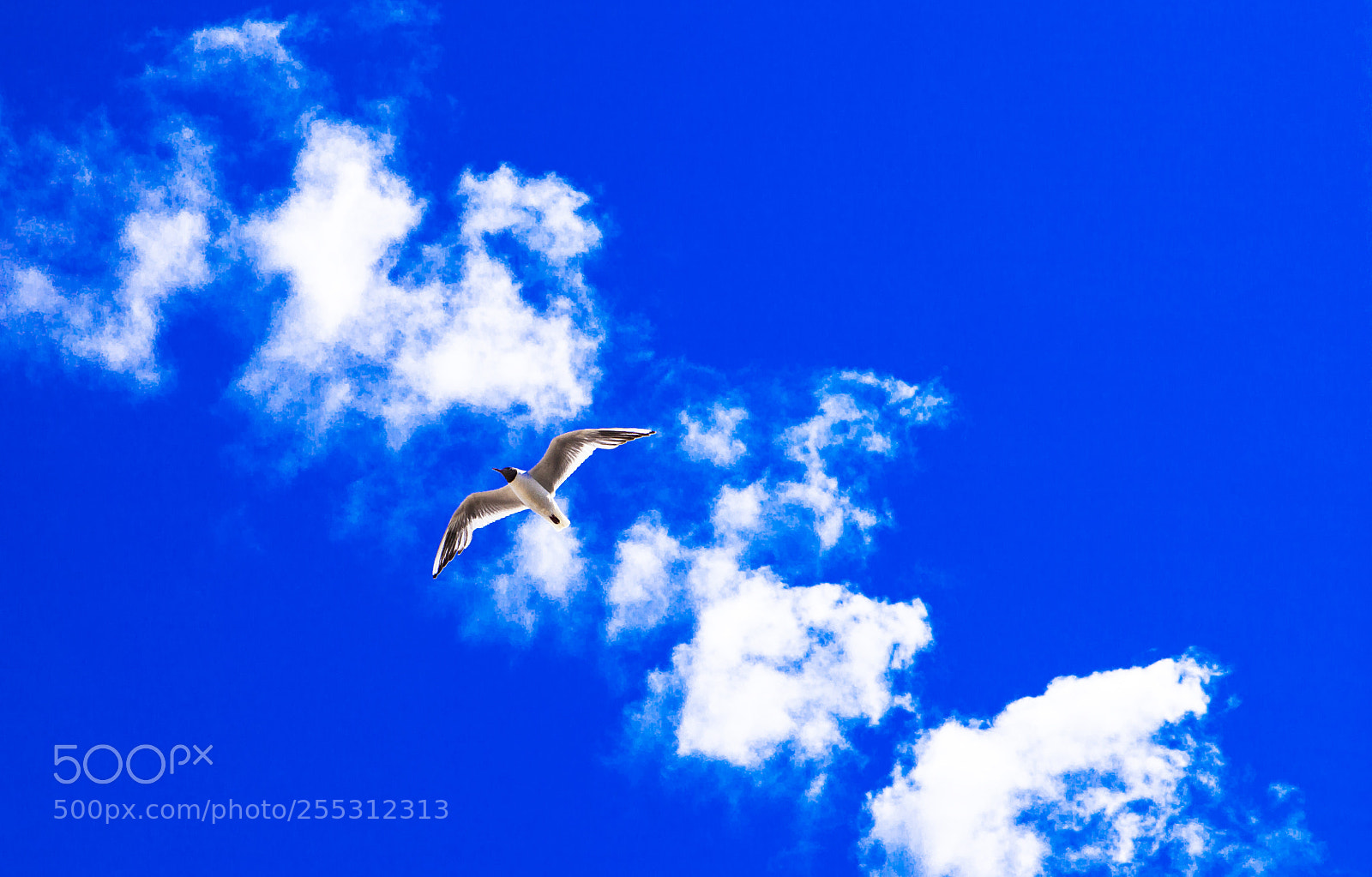 Canon EOS 5D Mark II sample photo. Big gull in the photography