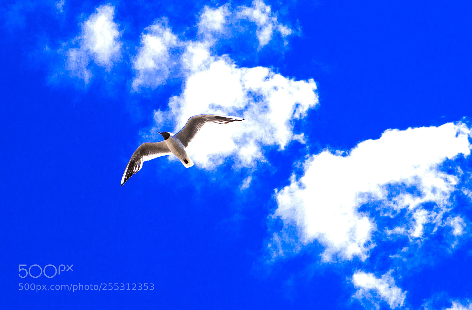 Canon EOS 5D Mark II sample photo. Big gull in the photography