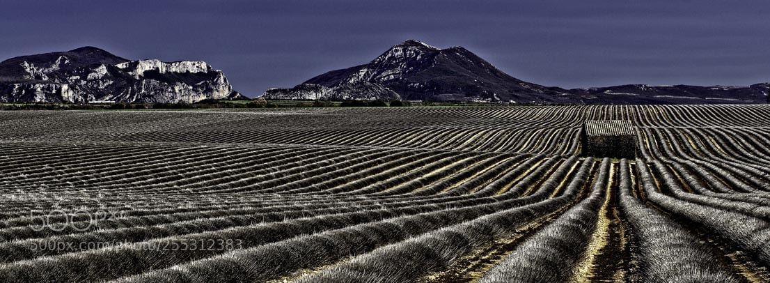 Pentax K-5 sample photo. Silver lavender photography
