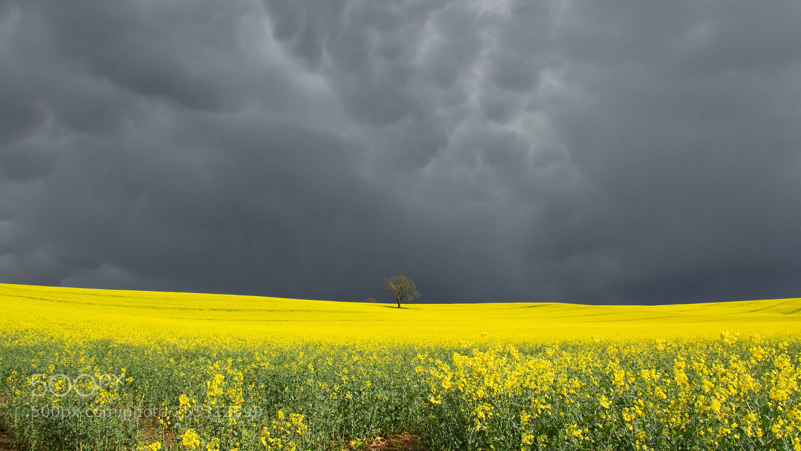 Canon EOS 7D sample photo. Rapeseed field - after photography