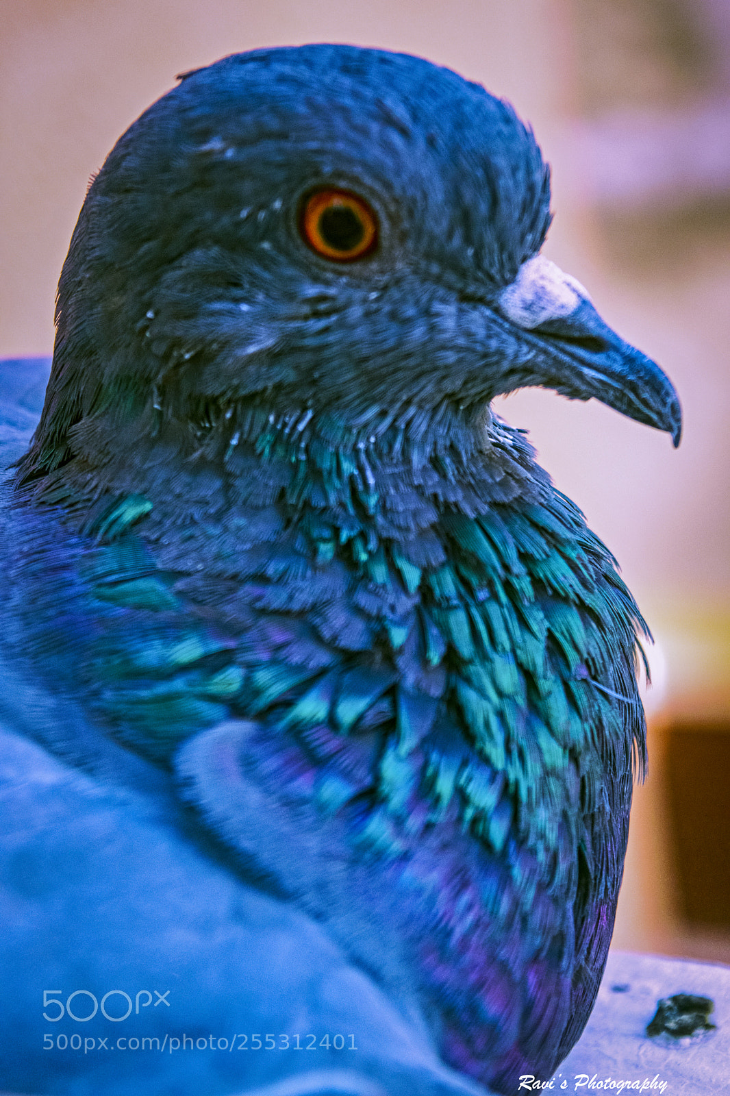 Nikon D5300 sample photo. Bird portrait photography