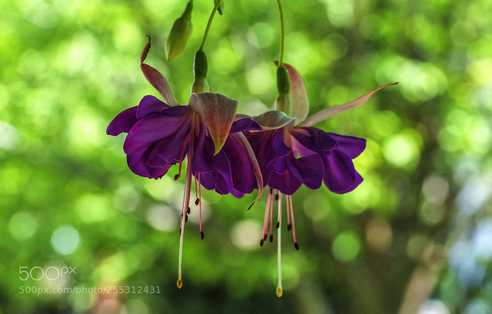 Sony a7R II sample photo. Fuchsia k pe i photography