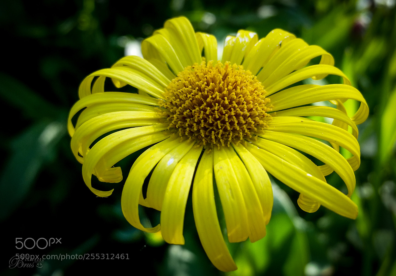 Samsung Galaxy S5 sample photo. Arnica montana <3 photography