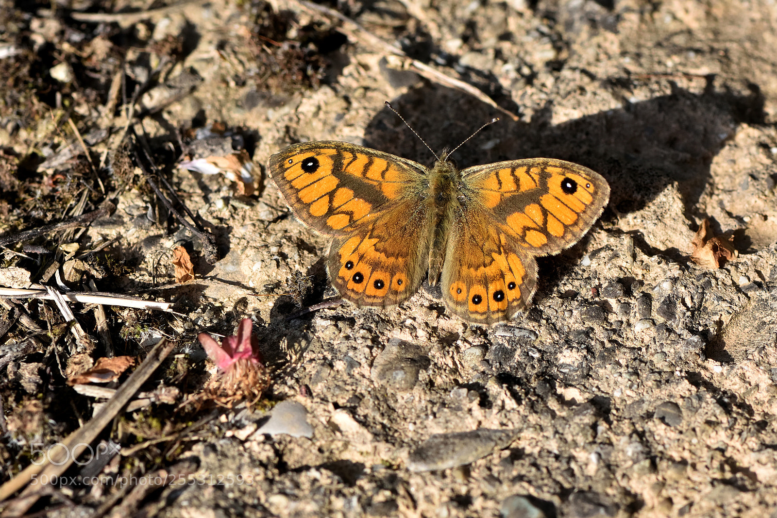 Nikon D7200 sample photo. A butterfly and its photography
