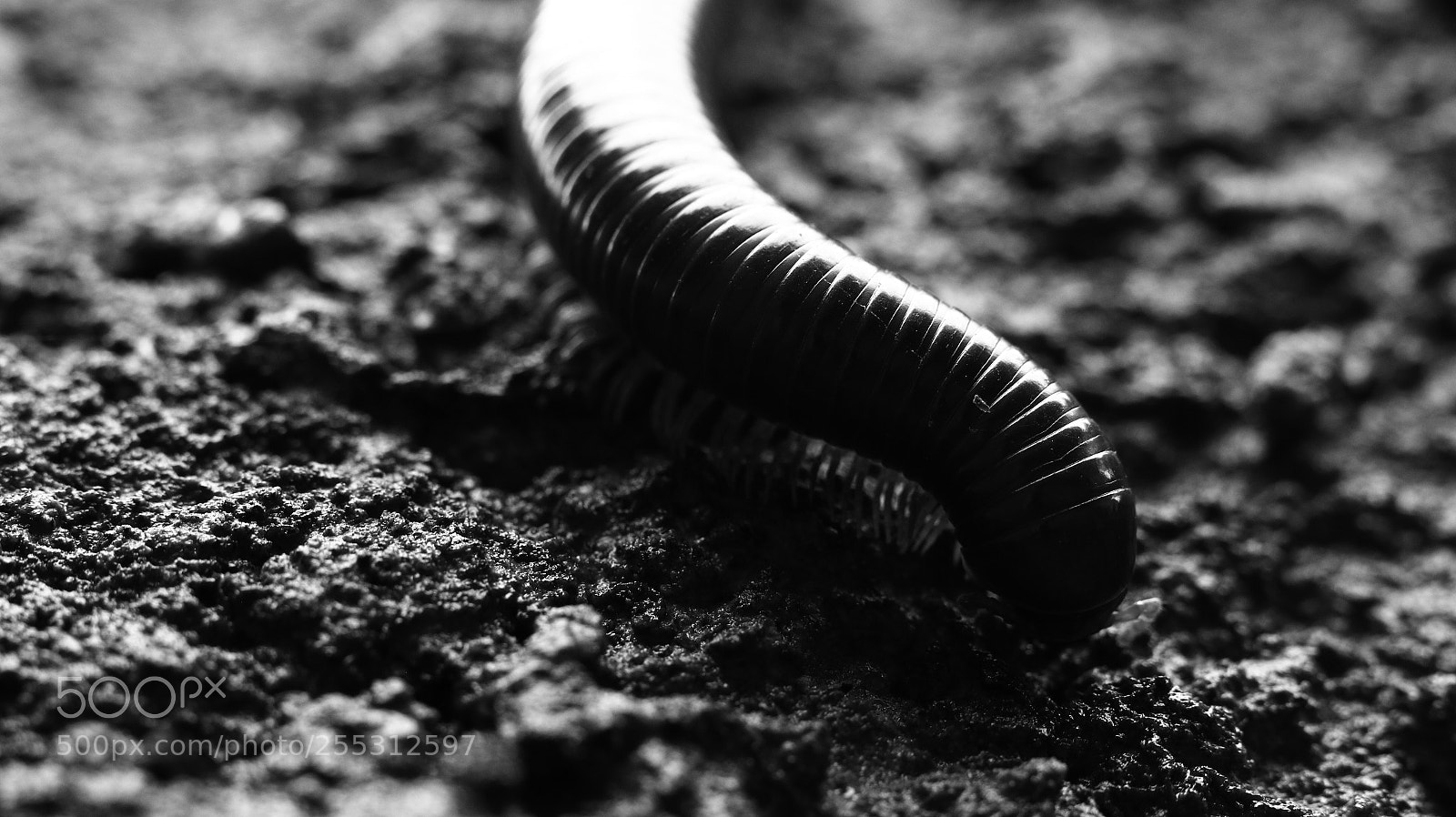 Canon EOS 70D sample photo. Millipede photography