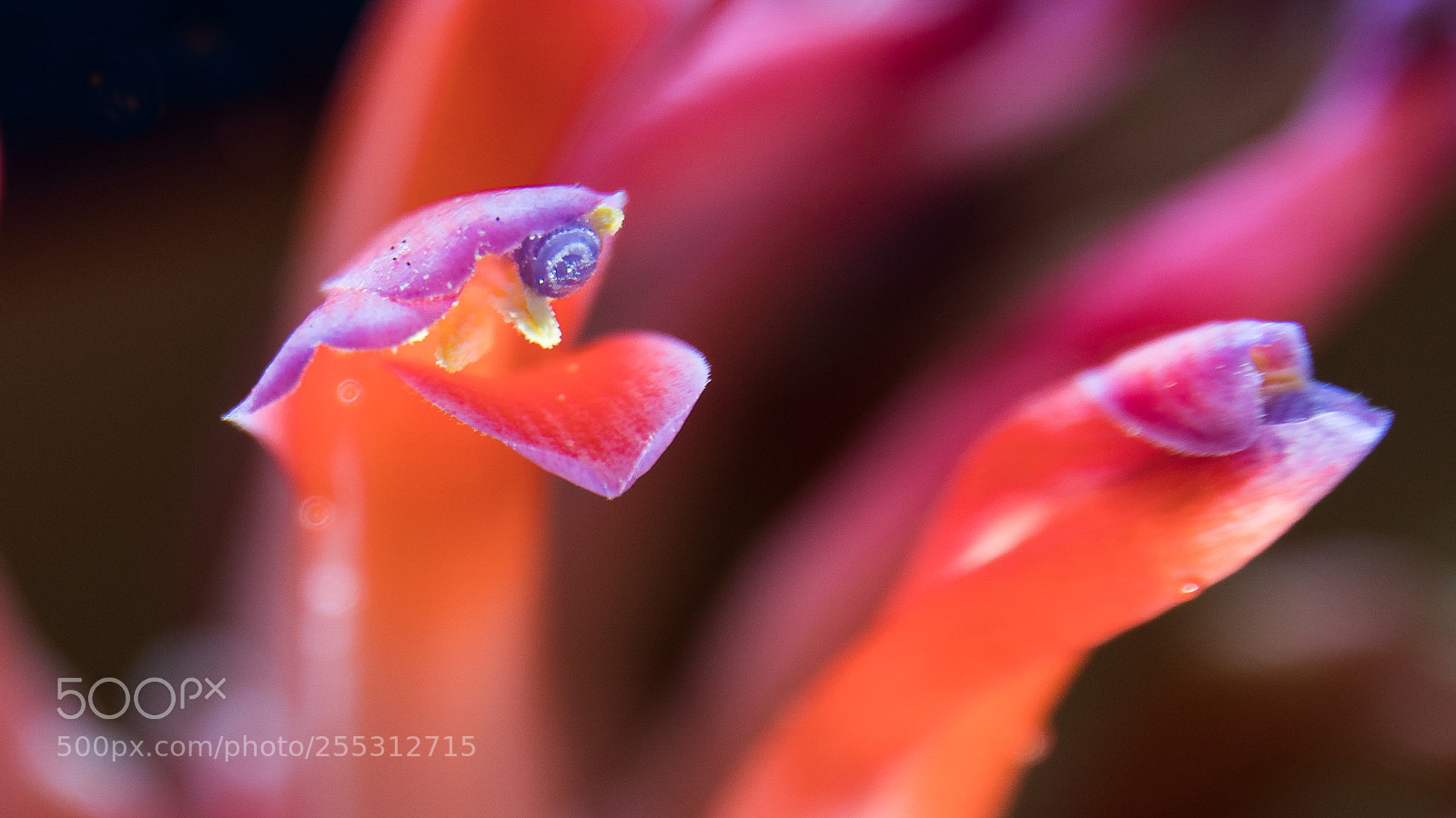 Sony a6500 sample photo. Bromeliad photography