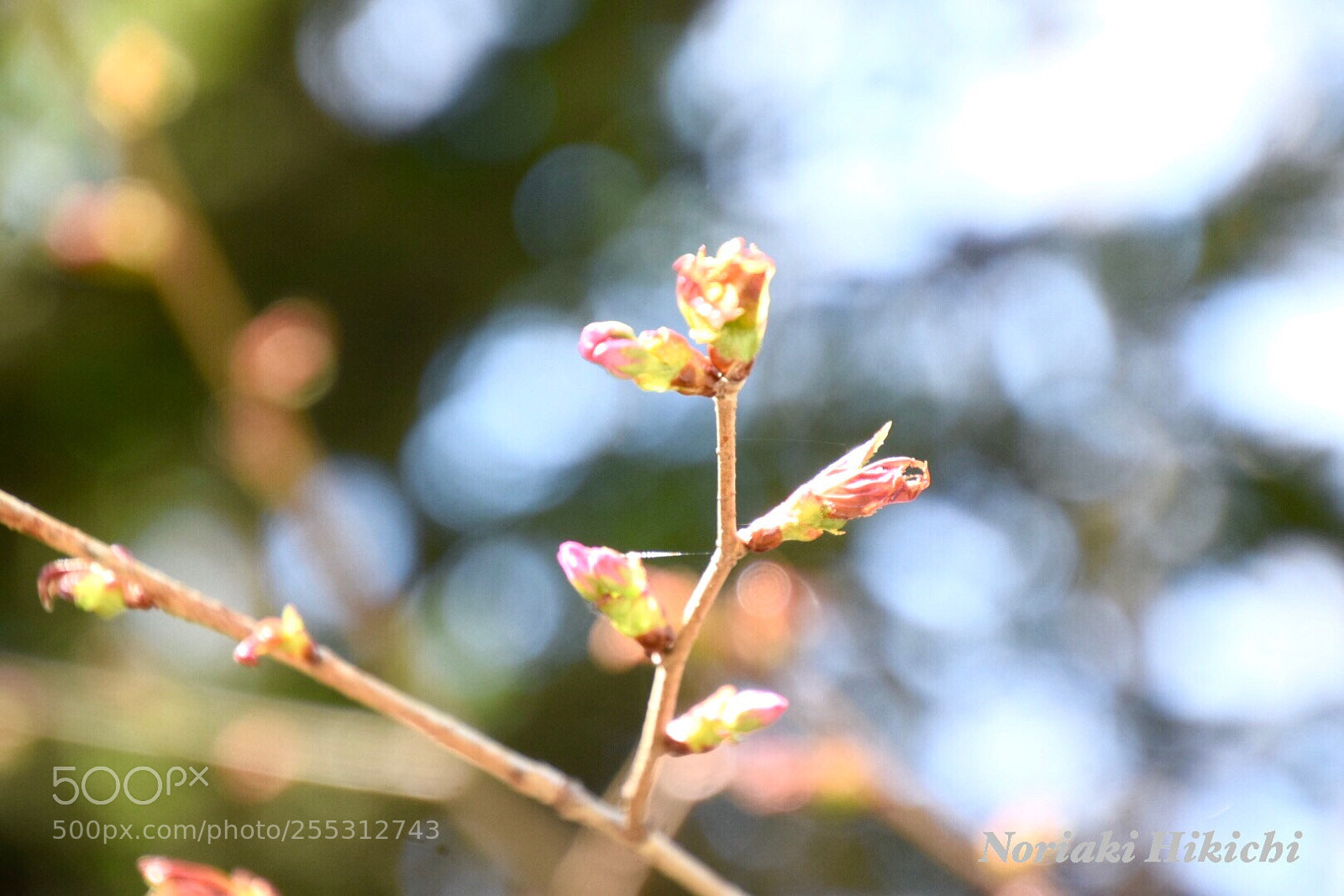 Nikon D5300 sample photo. Cherry bud photography