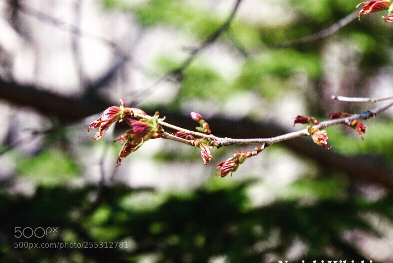 Nikon D5300 sample photo. Untitled photography