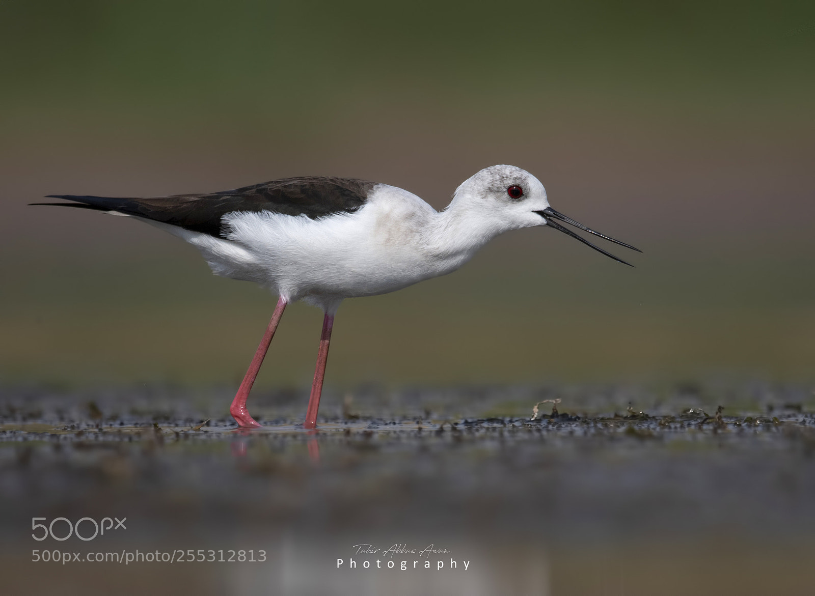 Nikon D850 sample photo. Black winged stilt photography