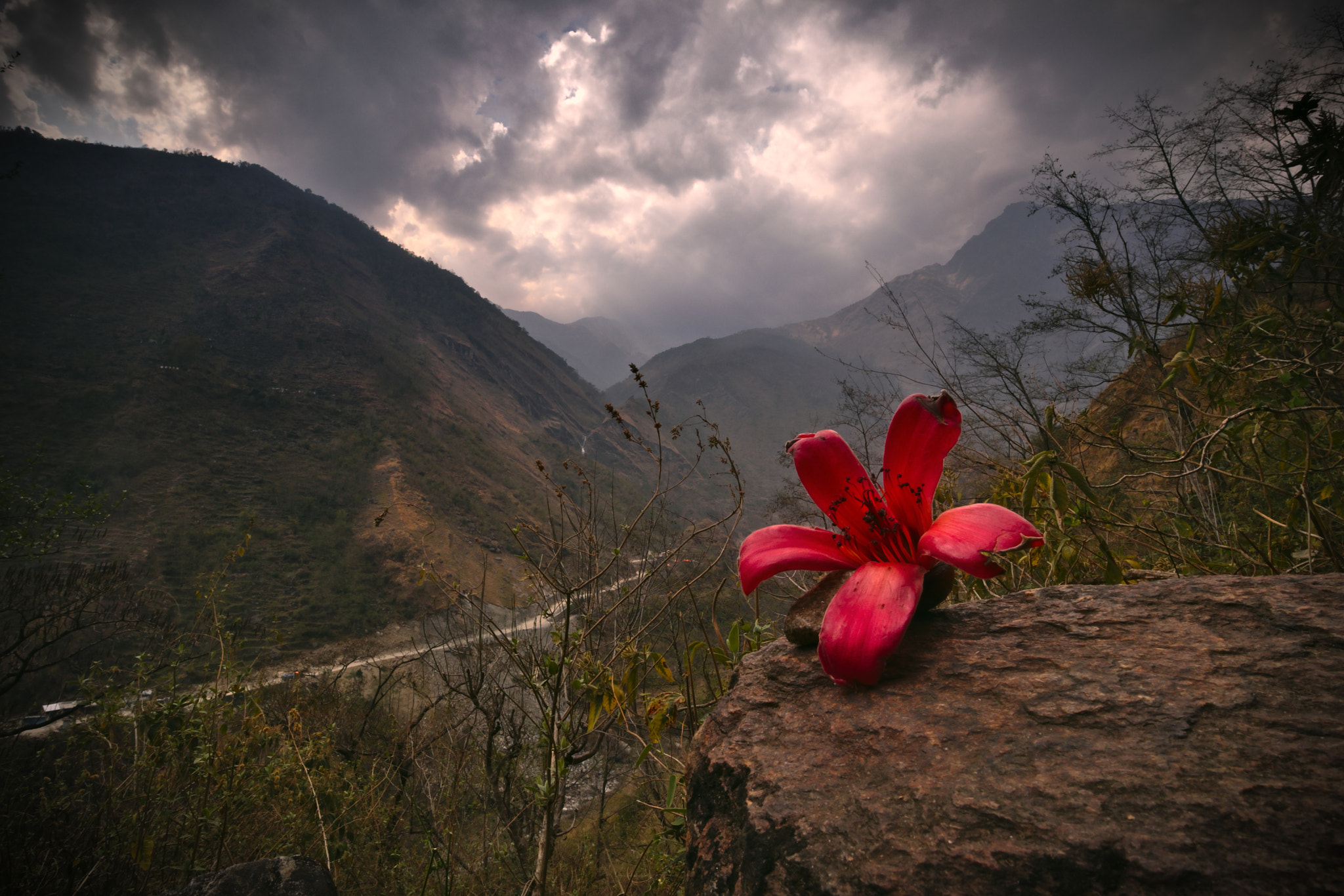 Canon EF-M 11-22mm F4-5.6 IS STM sample photo. Himalayan flower photography