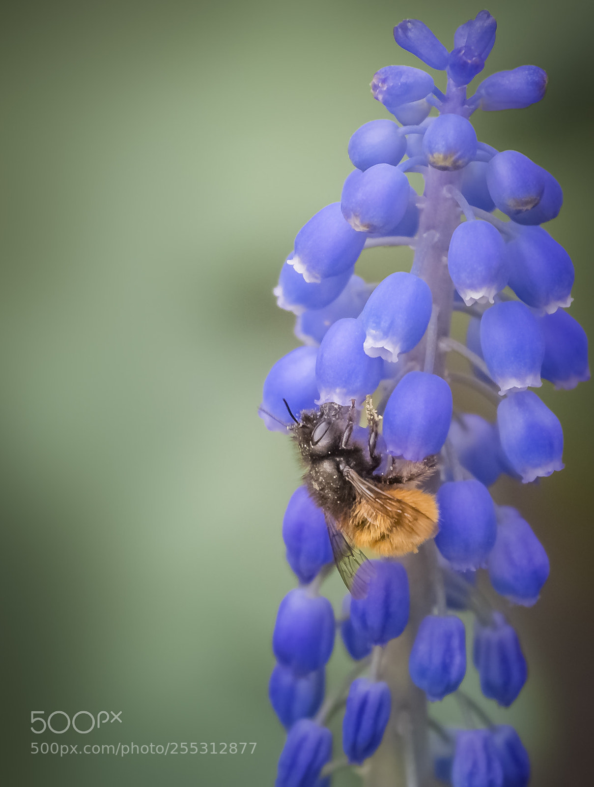 Canon EOS 6D sample photo. Working bee photography