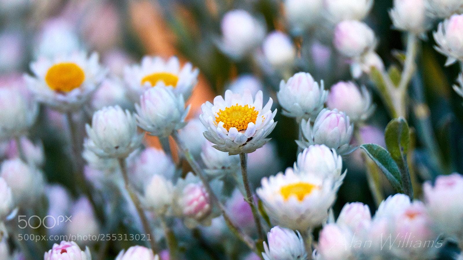 Canon EOS 7D Mark II sample photo. Flora photography