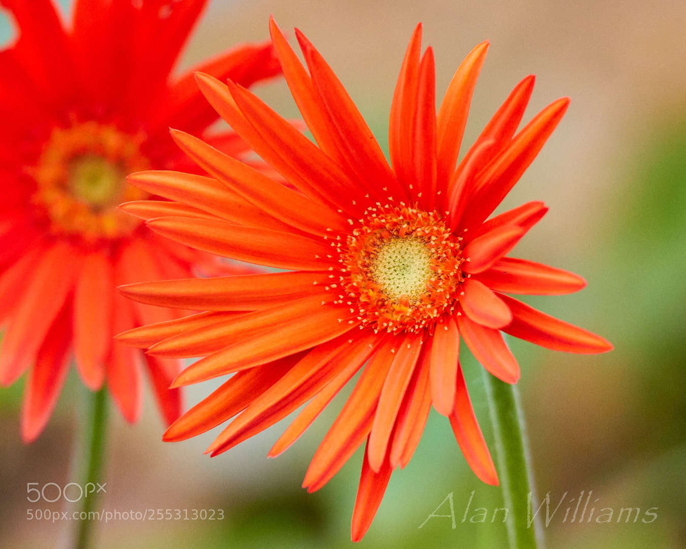 Canon EOS 7D Mark II sample photo. Flora photography