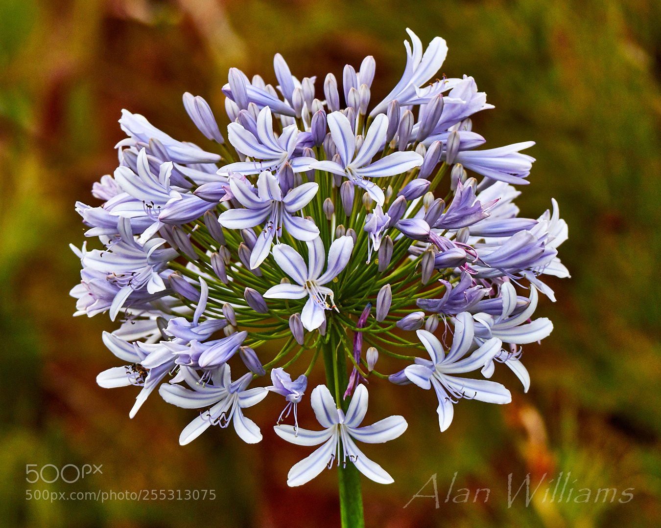 Canon EOS 7D Mark II sample photo. Flora photography