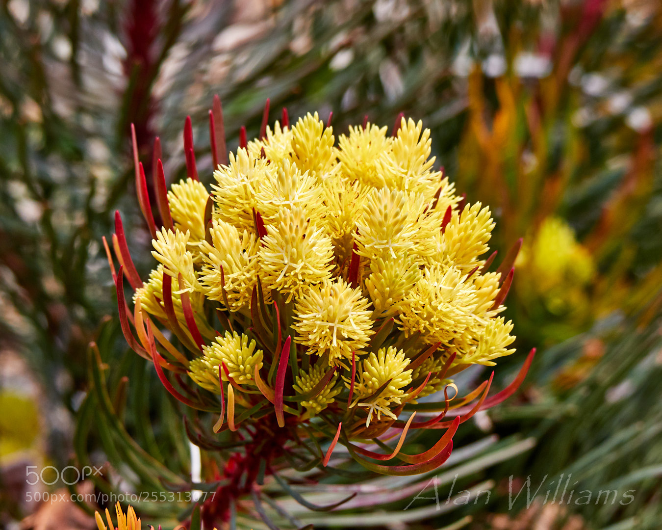 Canon EOS 7D Mark II sample photo. Flora photography