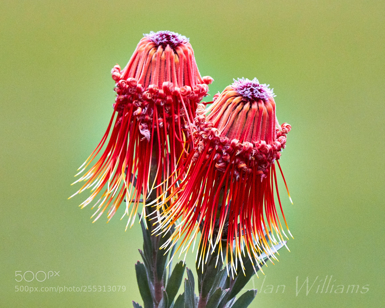 Canon EOS 7D Mark II sample photo. Flora photography