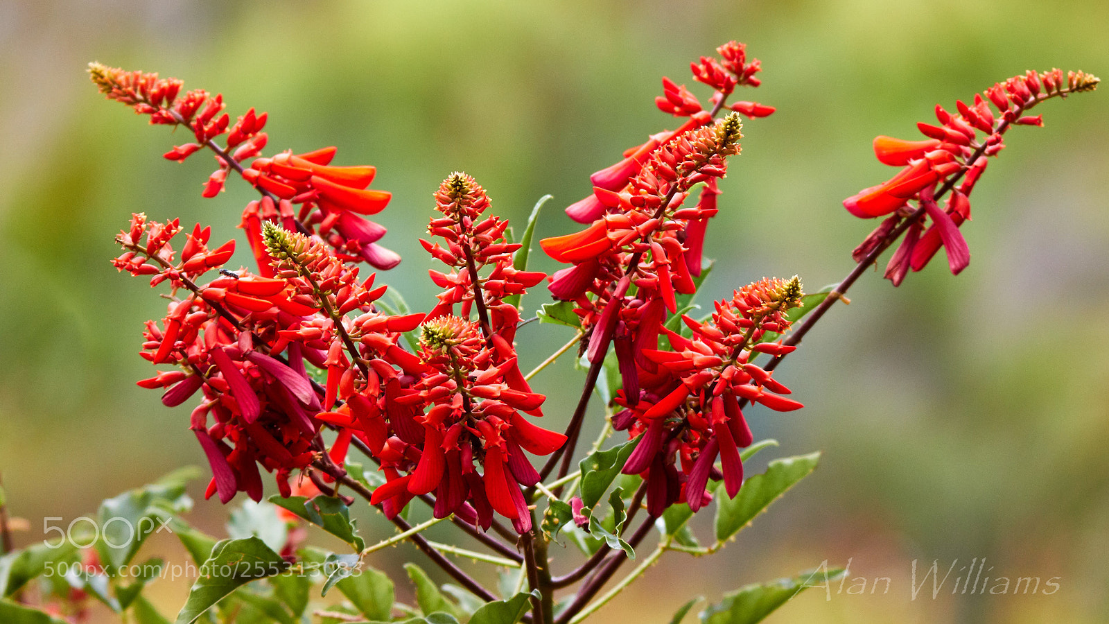 Canon EOS 7D Mark II sample photo. Flora photography