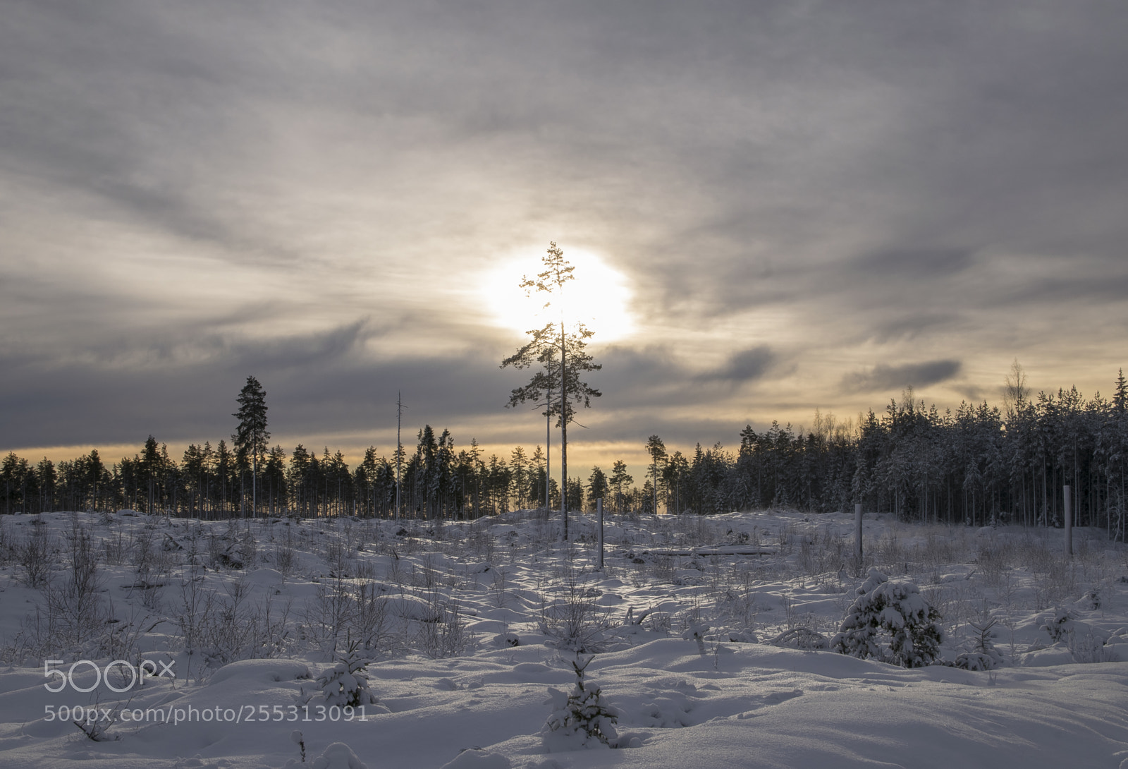 Nikon D5300 sample photo. Winter photography