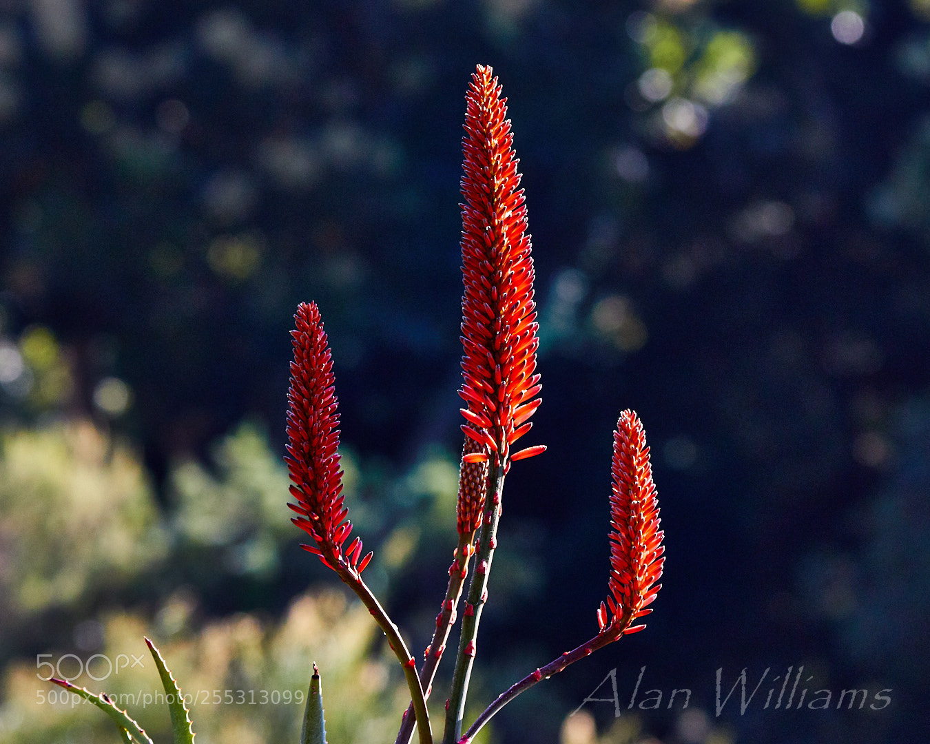 Canon EOS 7D Mark II sample photo. Flora photography