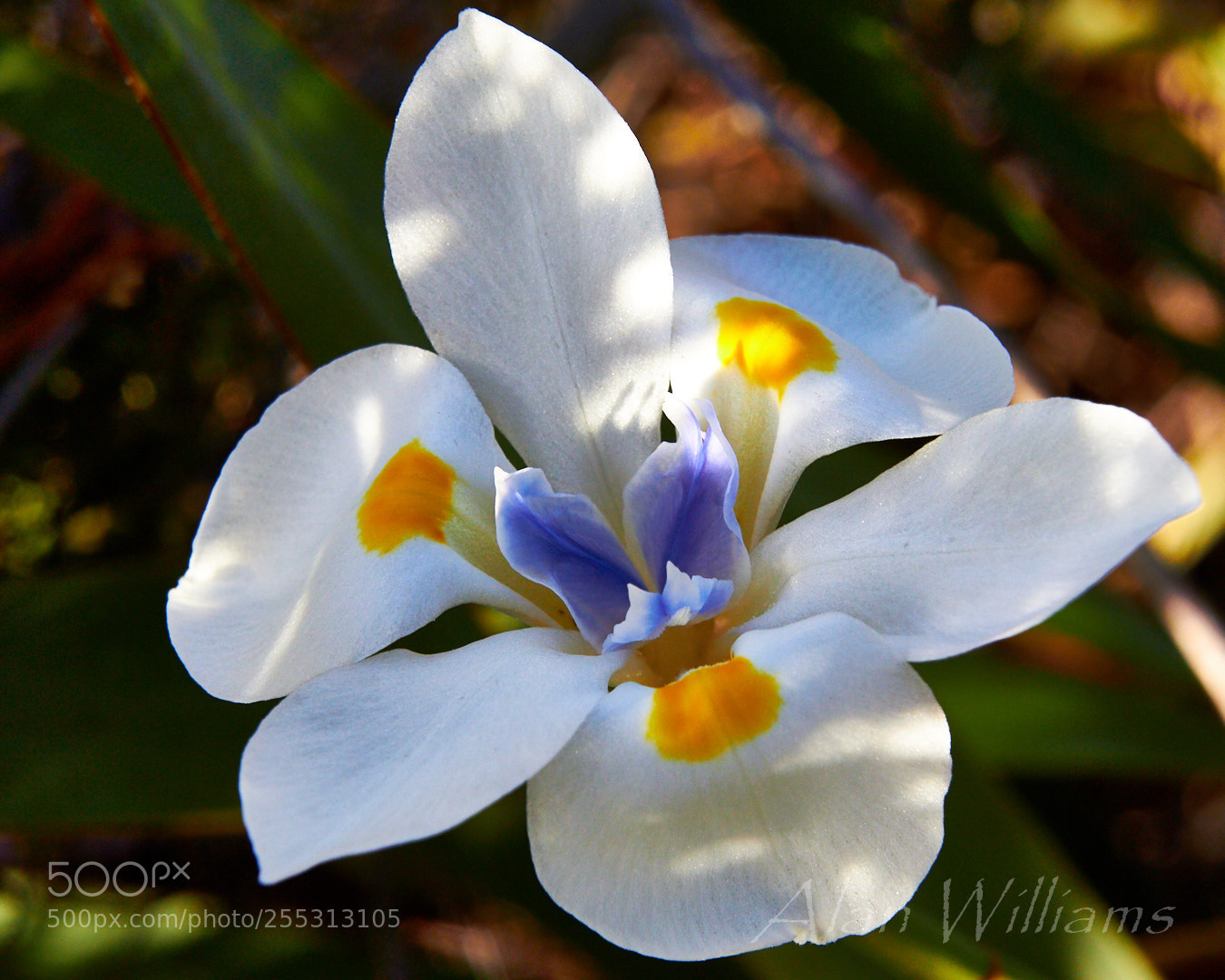 Canon EOS 700D (EOS Rebel T5i / EOS Kiss X7i) sample photo. Flora photography
