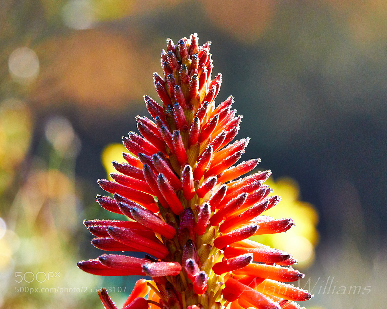 Canon EOS 7D Mark II sample photo. Flora photography